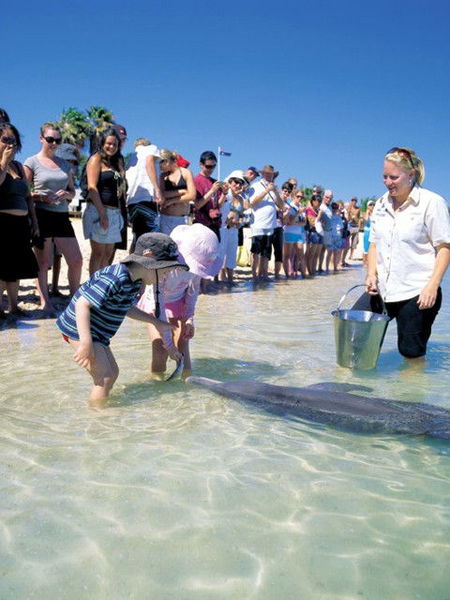 Monkey Mia Dolphin Resort - St Kilda Accommodation 1