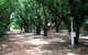 Daly River Mango Farm - thumb 4