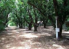 Daly River Mango Farm - St Kilda Accommodation 4