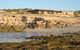 Tiliqua Sunrise - thumb 3