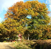 Red Rooster Host Farm - St Kilda Accommodation