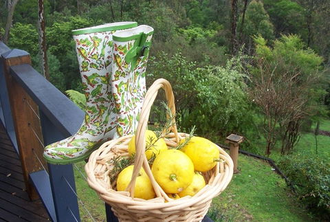 Bellbird Cottage Bed And Breakfast - St Kilda Accommodation 4