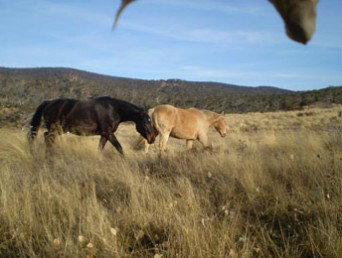 Mia Creek Bed And Breakfast - St Kilda Accommodation 3