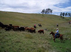 Camp Cobark - St Kilda Accommodation 2