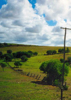 Mango Hill Cottages Bed And Breakfast - St Kilda Accommodation 2