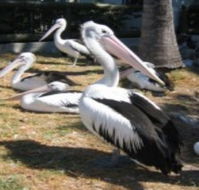 Christmas Cove Caravan Park - St Kilda Accommodation