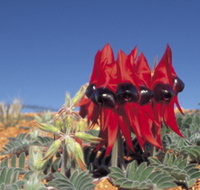 Andamooka Motel - St Kilda Accommodation