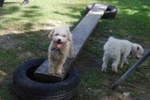 Beenleigh Pet Motel - St Kilda Accommodation 0