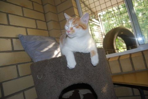 Beenleigh Pet Motel - St Kilda Accommodation 3