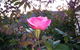 Colonial Motel Omeo - thumb 6