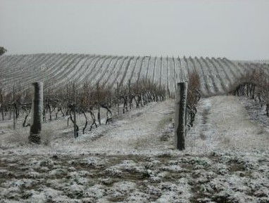 Turners Vineyard - St Kilda Accommodation 3