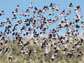 Copley SA St Kilda Accommodation