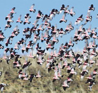 Copley Caravan amp Cabin Park - St Kilda Accommodation