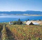 Marions Vineyard  - St Kilda Accommodation