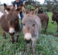 Donkey Tales Farm Cottages - St Kilda Accommodation