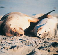 Island Beach Cabins - St Kilda Accommodation