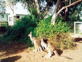 Willow Banks SA St Kilda Accommodation
