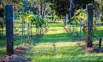Elfin Hill Country Accommodation - St Kilda Accommodation 14
