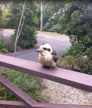 Avoca Beach Hotel & Resort - St Kilda Accommodation 49