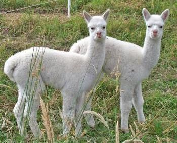 Valley Farm Vineyard Cottages - St Kilda Accommodation 2