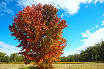 Valley Farm Vineyard Cottages - St Kilda Accommodation 6