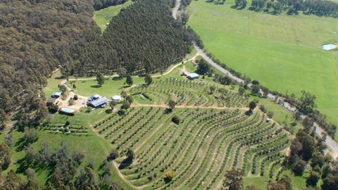 Karoonda Olive Grove Retreat At Mt Buffalo Olives - St Kilda Accommodation 2