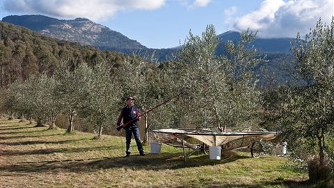 Karoonda Olive Grove Retreat At Mt Buffalo Olives - St Kilda Accommodation 3