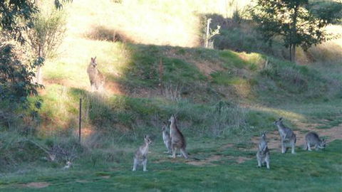 Karoonda Olive Grove Retreat At Mt Buffalo Olives - St Kilda Accommodation 6