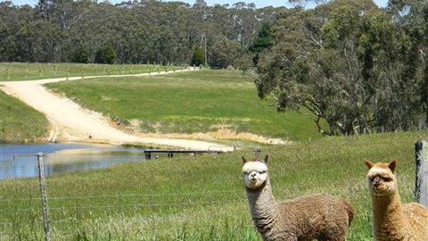 Cygnet Park Country Retreat - St Kilda Accommodation 3