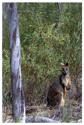 Alivio Tourist Park Canberra - St Kilda Accommodation 12