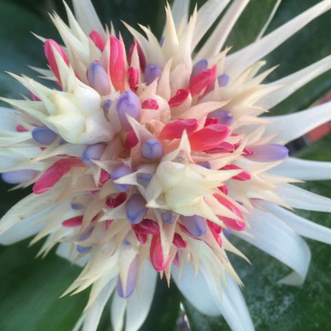 Bromeliad Bed And Breakfast - St Kilda Accommodation 11