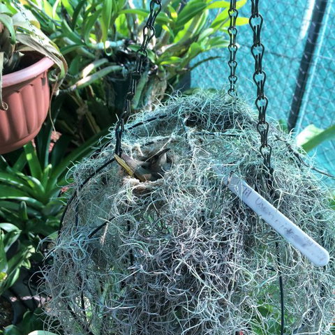 Bromeliad Bed And Breakfast - St Kilda Accommodation 13
