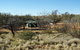 Olive Downs Campground - thumb 0