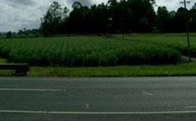 Poinciana Motel - Murwillumbah - St Kilda Accommodation 1