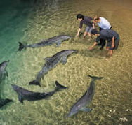 Tangalooma Wild Dolphin Resort - St Kilda Accommodation