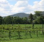 Jessica's Guest House and Vineyard - St Kilda Accommodation