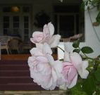 White House Heritage Guesthouse - St Kilda Accommodation