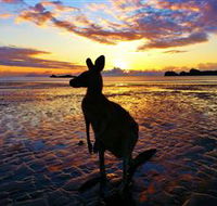 Cape Hillsborough Nature Tourist Park - St Kilda Accommodation