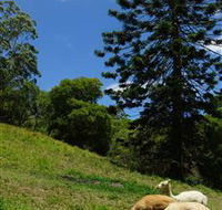 Wattle Gully Retreat - St Kilda Accommodation