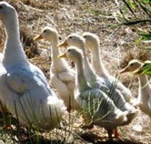 Duck Duck Goose Bed and Breakfast - St Kilda Accommodation