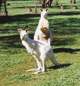 Bordertown Motel - St Kilda Accommodation 1