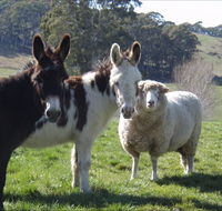 Avaleigh Elms Farmstay - St Kilda Accommodation