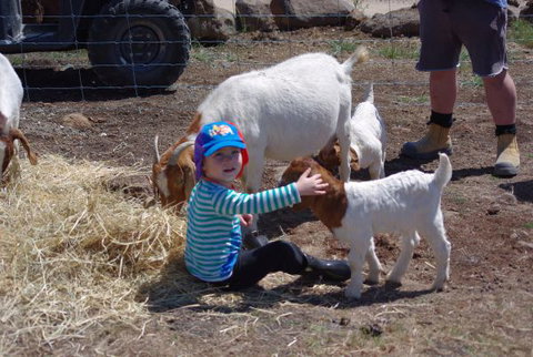 Yalooka Farm - St Kilda Accommodation 3