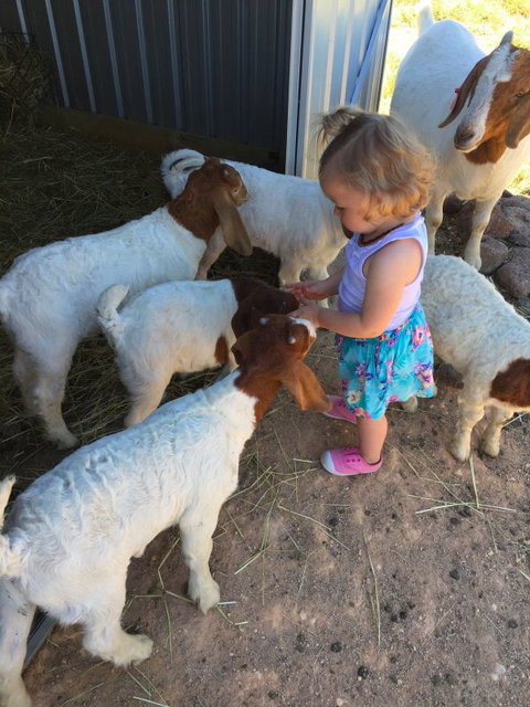 Yalooka Farm - St Kilda Accommodation 7