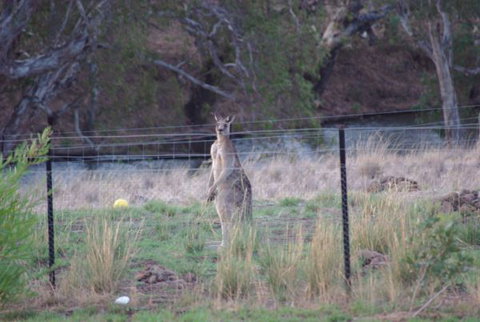Yalooka Farm - St Kilda Accommodation 9