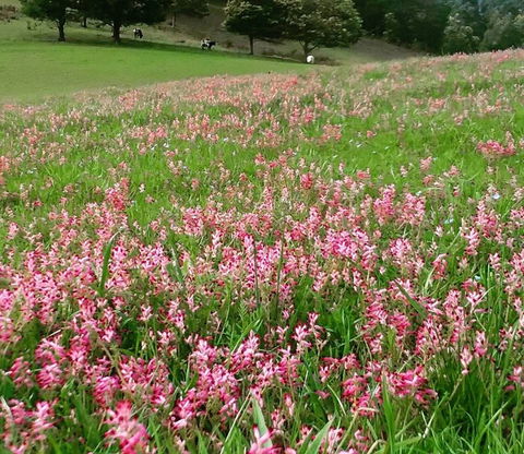 Eden Orchard And Farmstay - St Kilda Accommodation 4