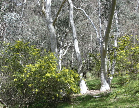 Highfield Farm And Woodland Bush Campsites - St Kilda Accommodation 4