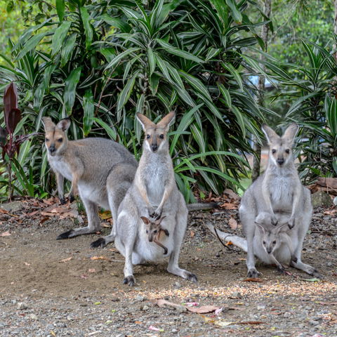 Maleny Country Cottages - St Kilda Accommodation 9