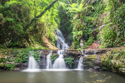 O'Reilly's Rainforest Retreat - St Kilda Accommodation 0