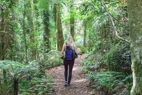 O'Reilly's Rainforest Retreat - St Kilda Accommodation 5